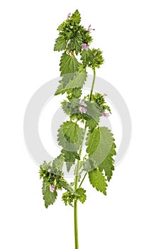 Purple dead-nettle isolated on white background. Medicinal plant - Lamium purpureum