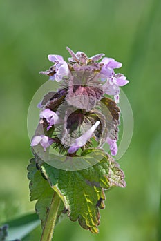 Purple dead nettle lamium purpurea