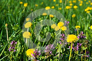 Purple Dead Nettle (Lamium purpureum) and yellow dandelion in meadow