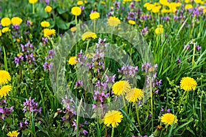 Purple Dead Nettle (Lamium purpureum) and yellow dandelion in meadow