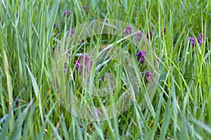 Purple dead-nettle for wild grassland flowers and herbaceous environment