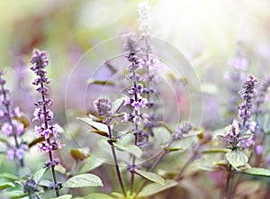 Purple dead nettles in the sun