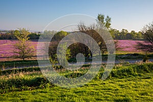 Purple deadnettle and henbit flowering in corn and soybean fields in Spring morning. Pink flowers. Nebraska landscape