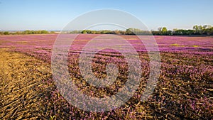 Purple deadnettle and henbit flowering in Spring in corn and soybean fields. Pink flowers. Nebraska landscape
