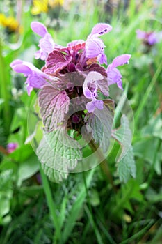 Purple Deadnettle or Purple Archangel (Lamium Purpureum)