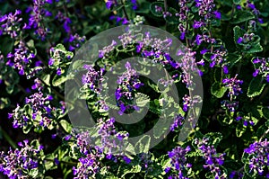 purple death nettles flowers