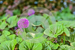 Purple decorative bow, purple flower close-up, ball-shaped purple flower