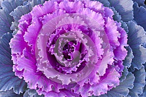 Purple decorative cabbage.
