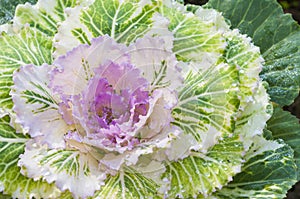 Purple decorative cabbage