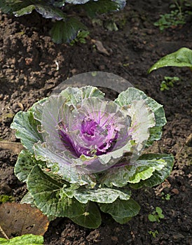 Purple decorative cabbage