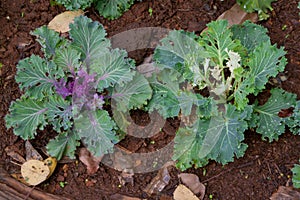 Purple decorative cabbage in a garden