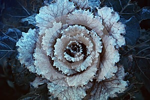 Purple decorative cabbage.