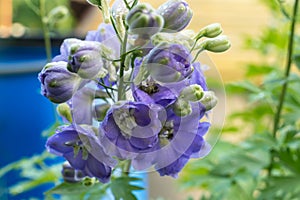 Purple delphinium flowers close-up on a blurred background.