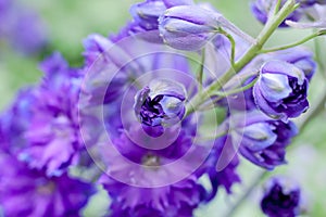 Purple Delphinium Ranunculaceae flowers background