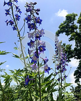 Purple Delphiniums are beautiful flowers