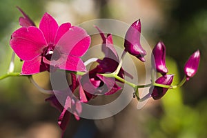 purple dendobrium orchid