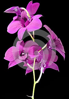 Purple Dendrobium flower