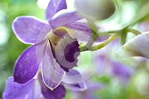 Purple dendrobium orchid