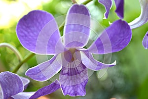 Purple dendrobium orchid
