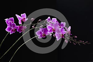 Purple Dendrobium orchid in black background