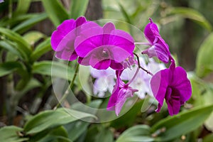 Purple Dendrobium orchid flowers bloom in the backyard