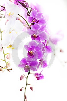Purple Dendrobium orchid with soft light