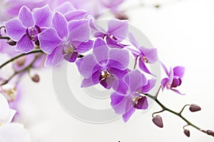 Purple Dendrobium orchid with soft light