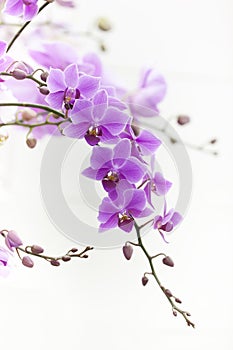 Púrpura orquídea suave la luz 