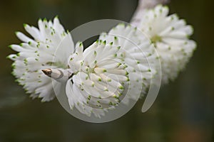 Purple Dendrobium Purpureum var Alba clusters of white flowers