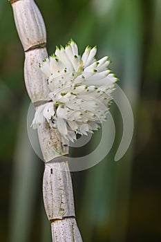 Purple Dendrobium Purpureum var Alba with green-tipped white flowers photo