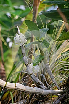 Purple Dendrobium Purpureum var Alba orchid with green-tipped white flowers