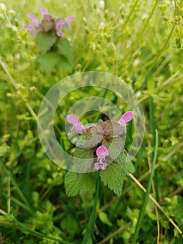 Purple desd-nettle plant in bloom