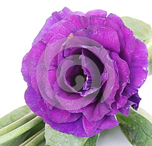 Purple desert rose flower on white