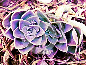 Purple desert rose succulents photographed in South Africa