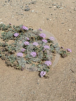 Purple Desert Sand Verbena Creeps Across the Sand!