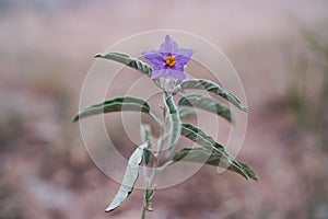 Purple desert Solanum