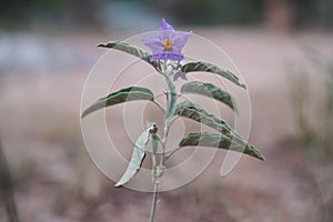 Purple desert Solanum