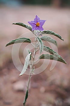 Purple desert Solanum