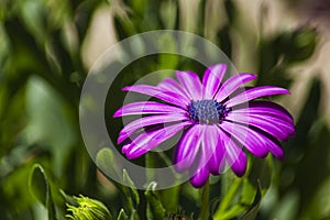 Purple dimorphic flower in a garden