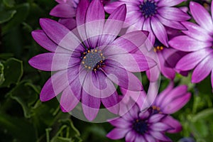 Purple dimorphotheca in natural environment with green background