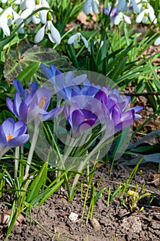 Purple Dorothy crocuses bloom in spring in the garden, ephemeral bulbous flowers