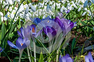 Purple Dorothy crocuses bloom in spring in the garden, ephemeral bulbous flowers