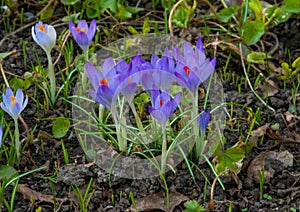 Purple Dorothy crocuses bloom in spring in the garden, ephemeral bulbous flowers