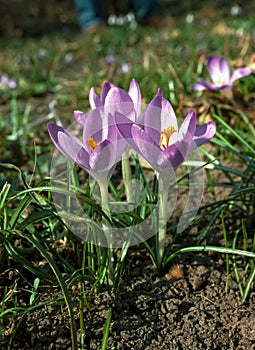 Purple Dorothy crocuses bloom in spring in the garden, ephemeral bulbous flowers