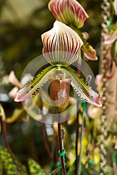 Purple dot orchid, Paphiopedilum sukh