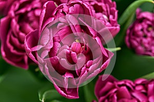 Purple double peony tulip close up.