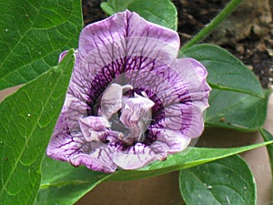 Purple double petunia close-up