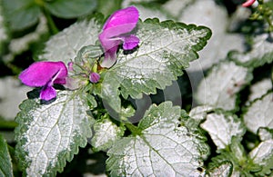 Purple Dragon Dead Nettle, Lamium maculatum â€˜Purple Dragonâ€™