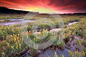 Purple dramatic sunrise over moorland with bog asphodel