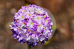 Purple drumstick primrose flower Primula denticulata